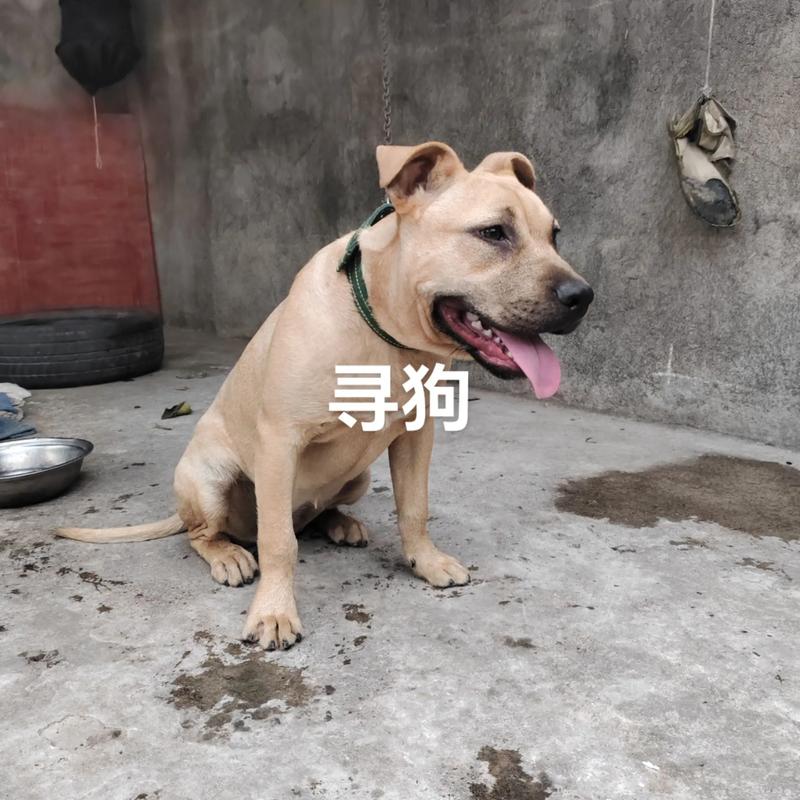 一条狗的出走  第1张