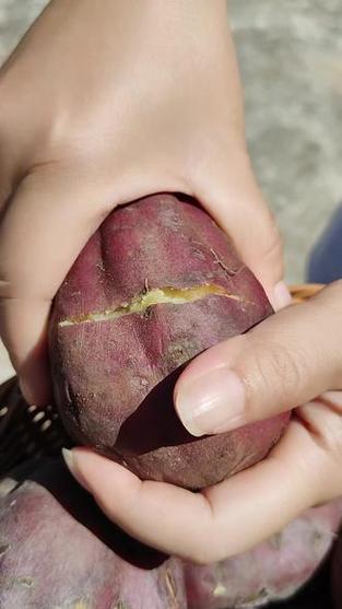 怀念地瓜  第1张