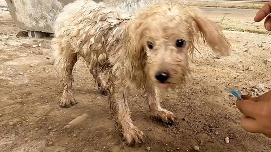 流浪狗 第1张 流浪狗 第1张