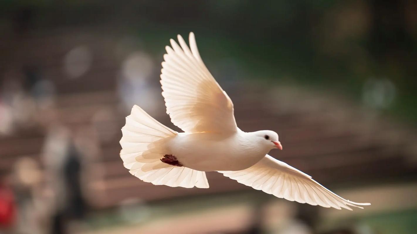 小鸟，你伴我飞翔  第1张