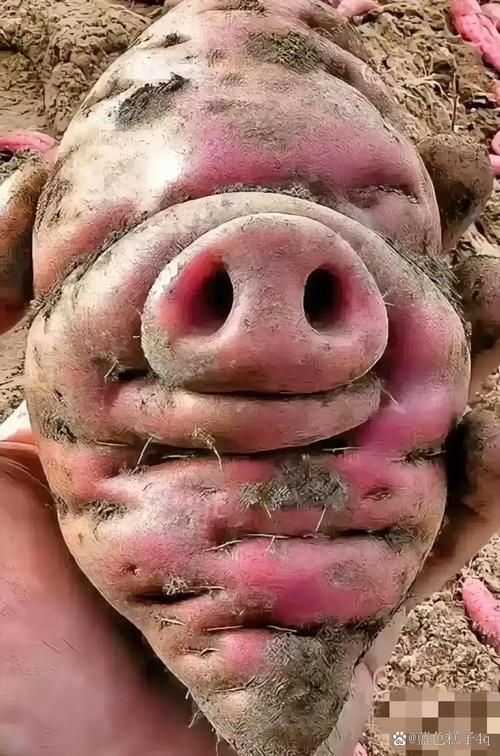 小猪种瓜  第1张