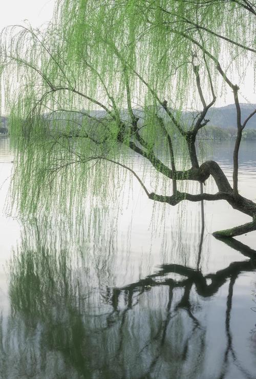 柳树的另一种美  第1张