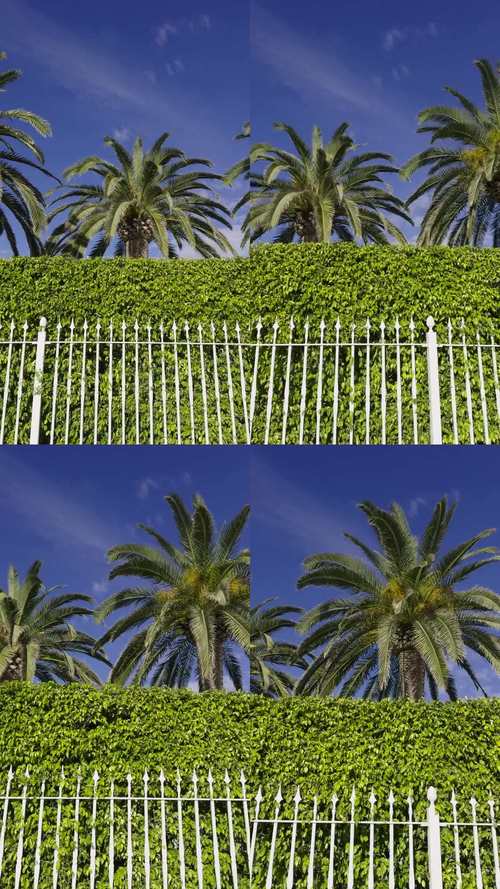 绿色篱笆  第1张