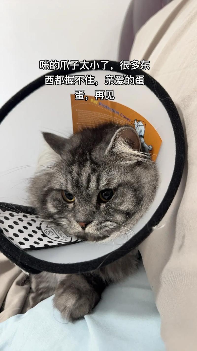 蛋蛋,再见 第1张 蛋蛋,再见 第1张