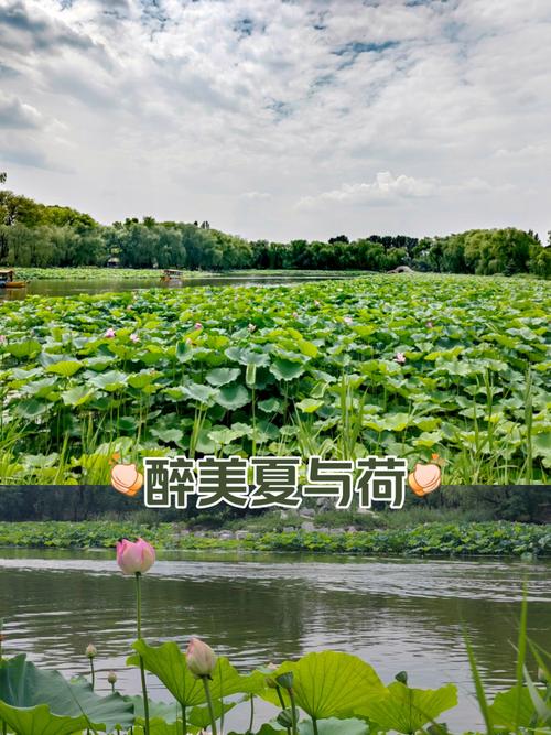 夏，只余留在记忆  第1张