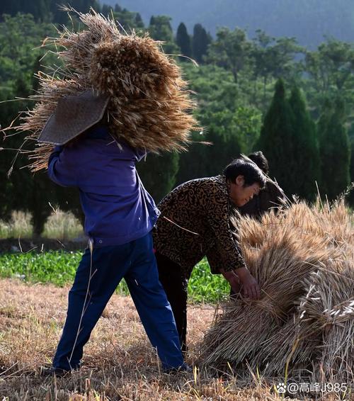 割麦的童年 第1张 割麦的童年 第1张