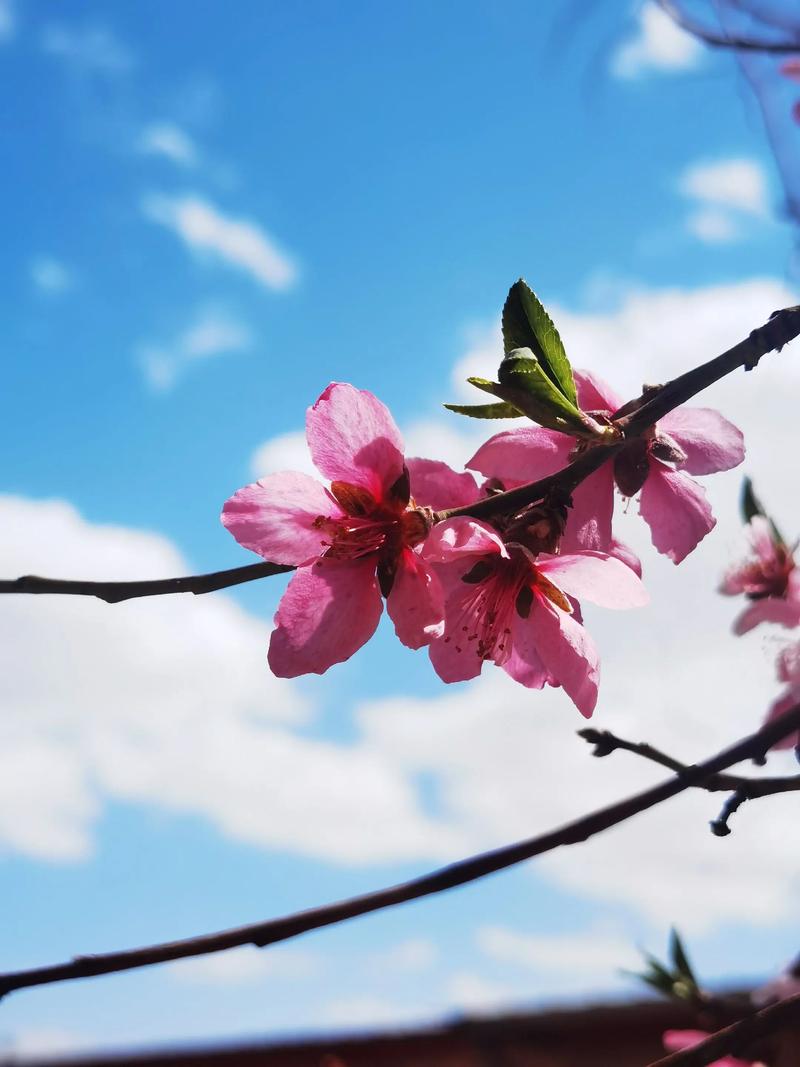 悠悠春天的味道  第1张