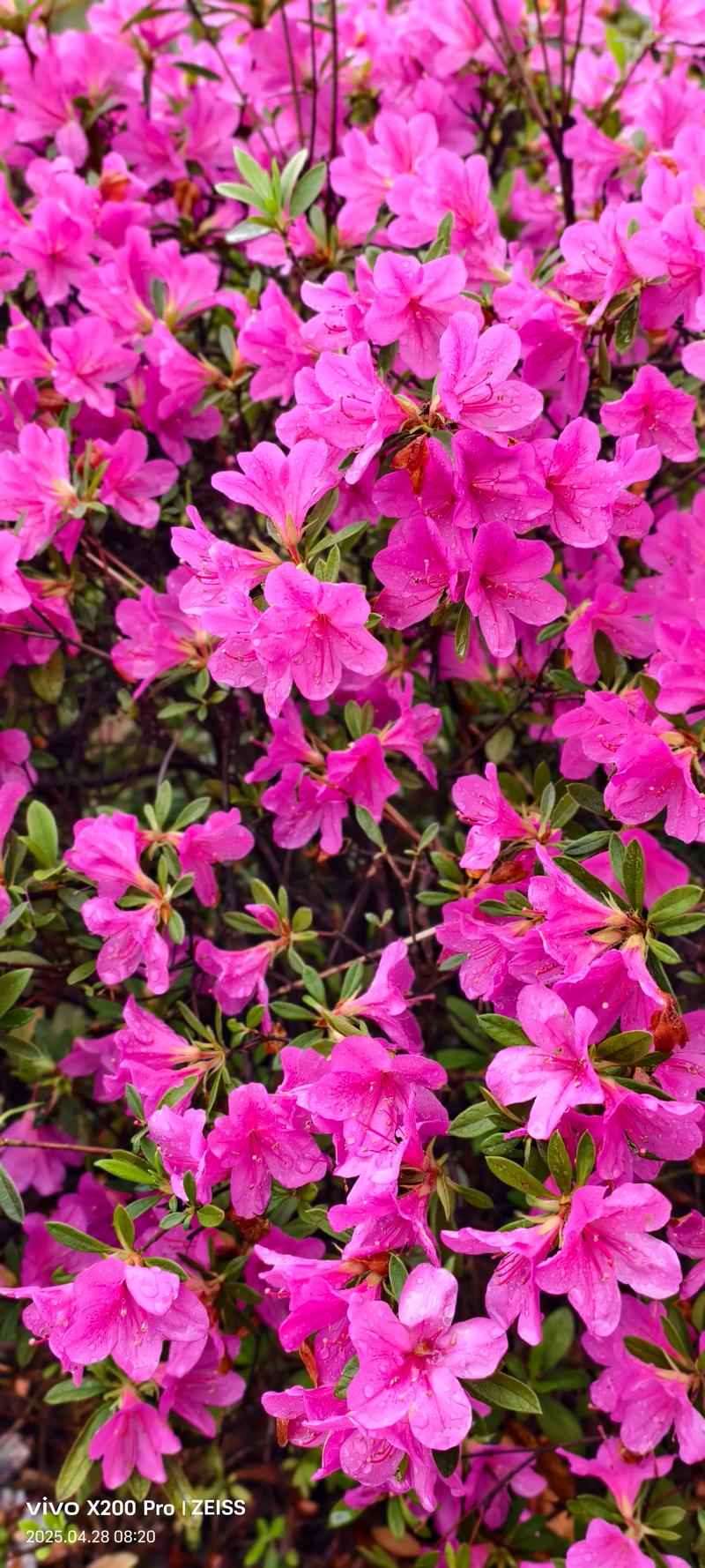 花谢花开  第1张