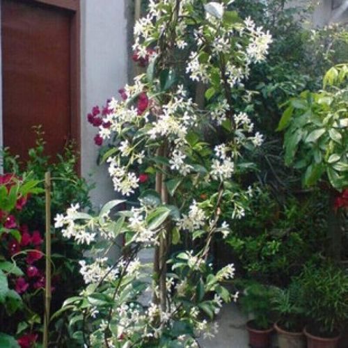 白茉莉《一》  第1张