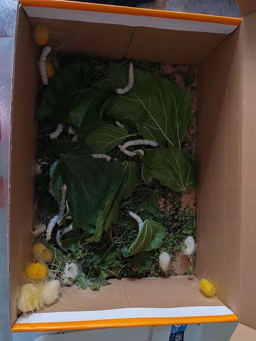 人生如蚕  第1张