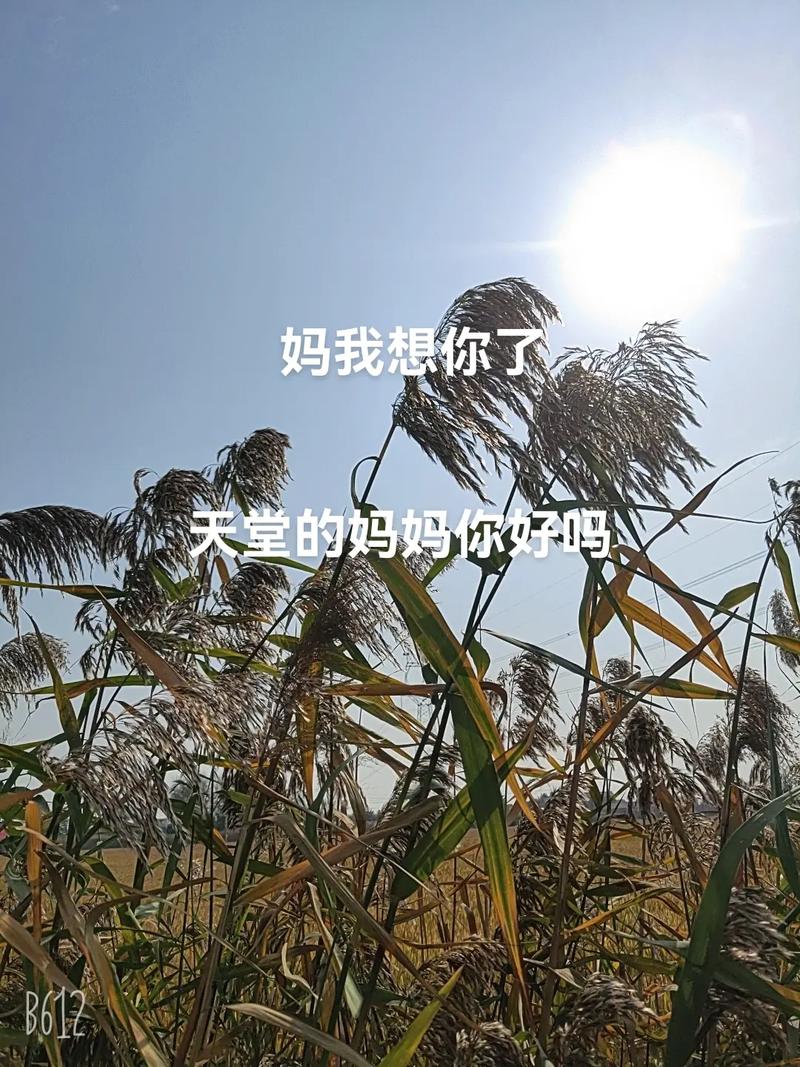 天堂里的妈妈你好吗？  第1张