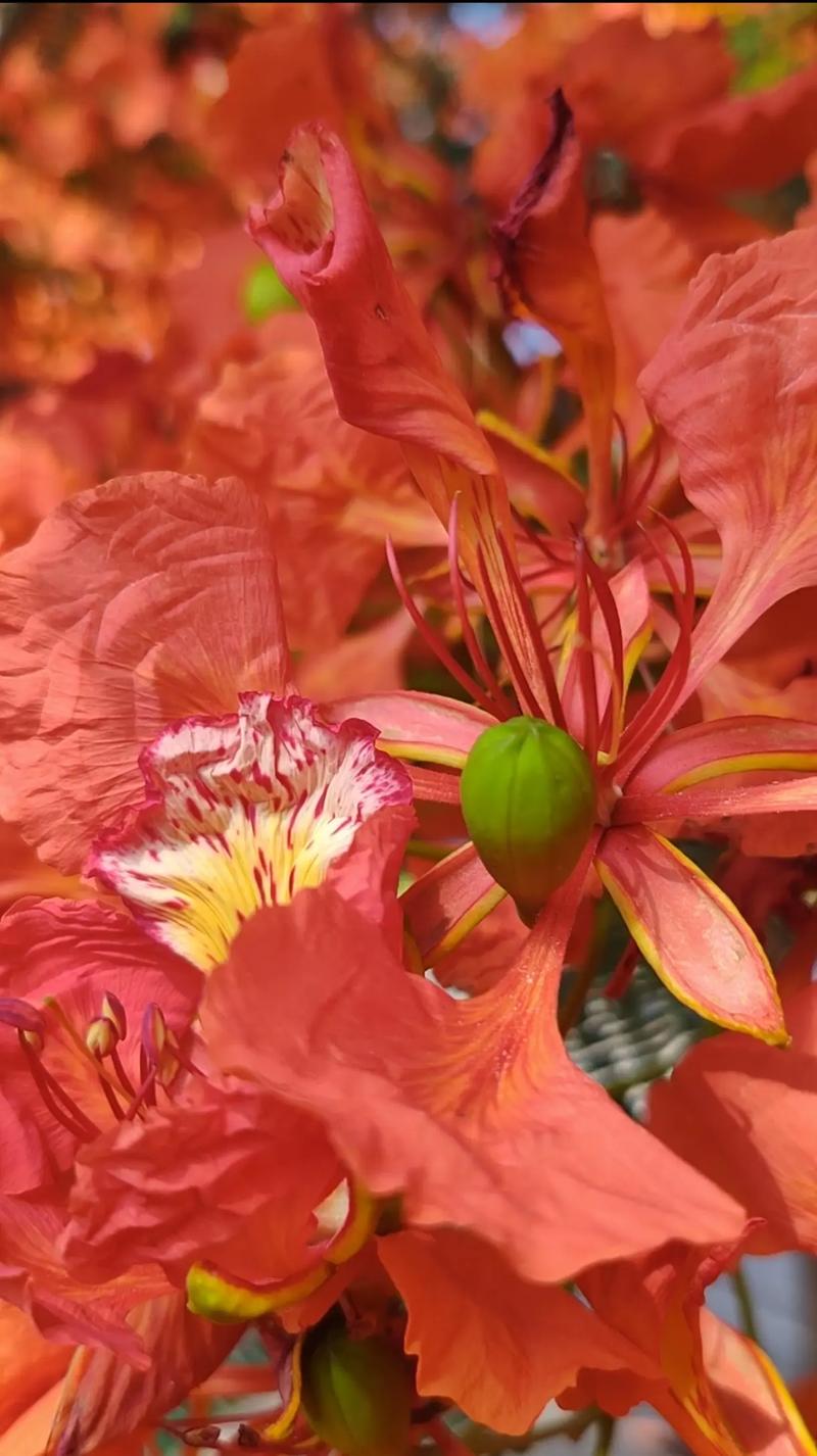 又见凤凰花开  第1张