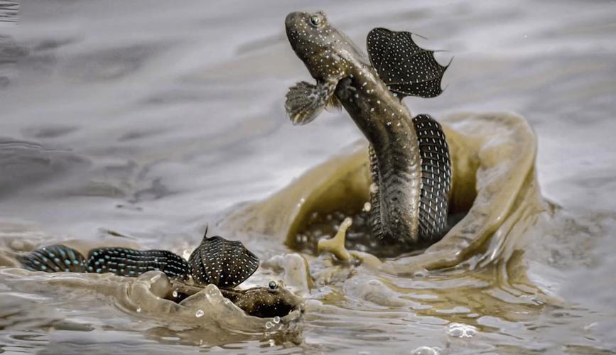弹涂鱼的启示  第1张