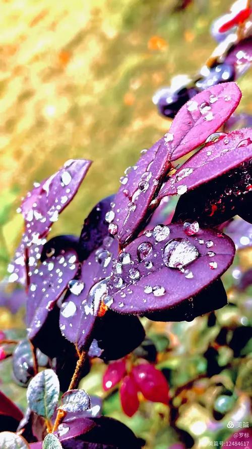 秋露，秋露  第1张