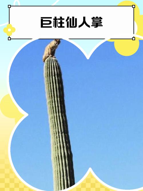 仙人掌的力量  第1张