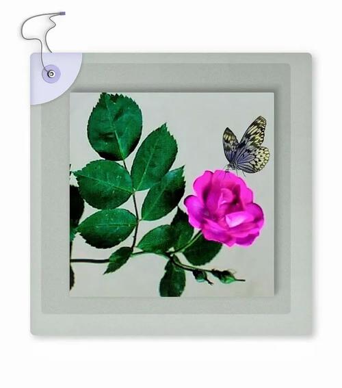 那朵蔷薇  第1张