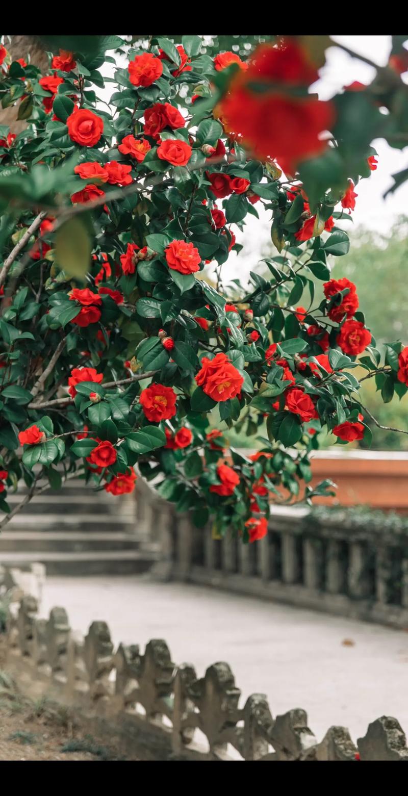 花开荼蘼,只道人生似梦 第1张 花开荼蘼,只道人生似梦 第1张