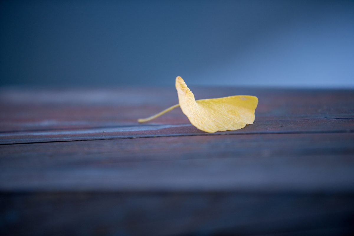 那一片落叶  第1张