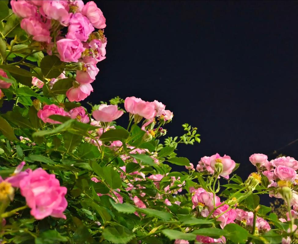 蔷薇夜 第1张 蔷薇夜 第1张