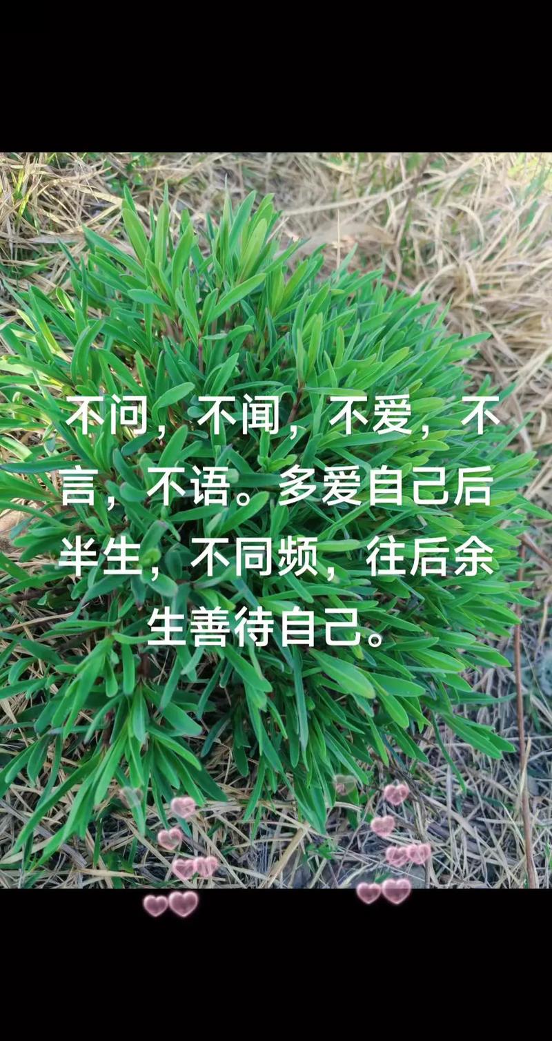 不吵不闹不闻不问不言不语不管不顾不哭不笑不悲不喜不远不近 第1张 不吵不闹不闻不问不言不语不管不顾不哭不笑不悲不喜不远不近 第1张