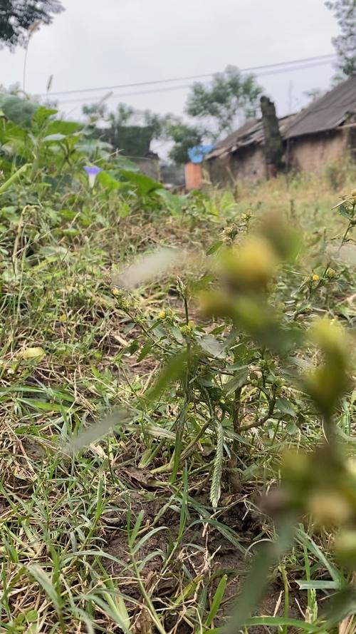 乡村草木  第1张