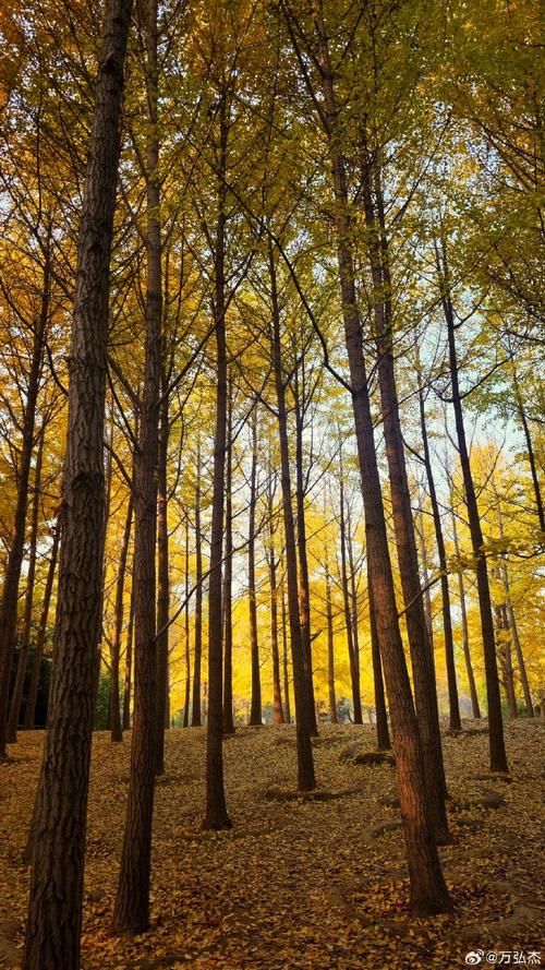 秋? 第1张 秋? 第1张