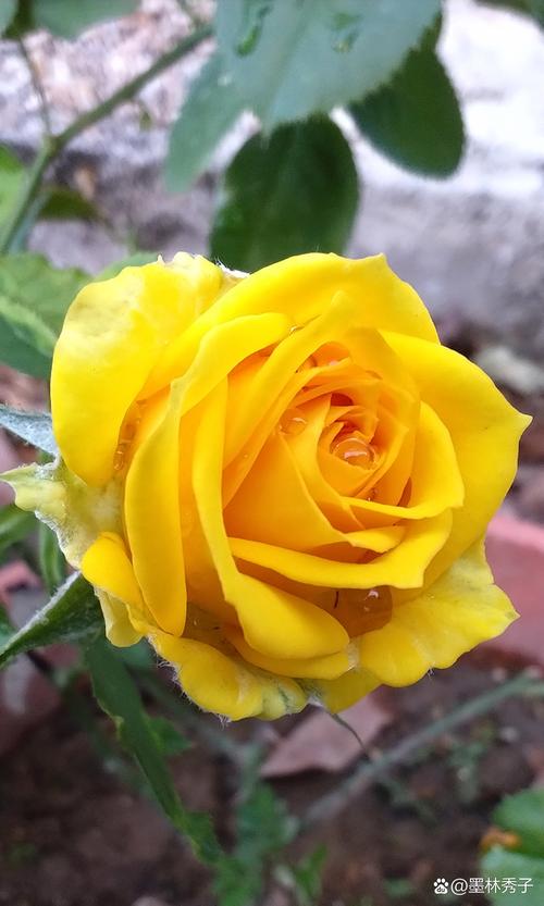 一朵渴望冬阳的月季 第1张 一朵渴望冬阳的月季 第1张