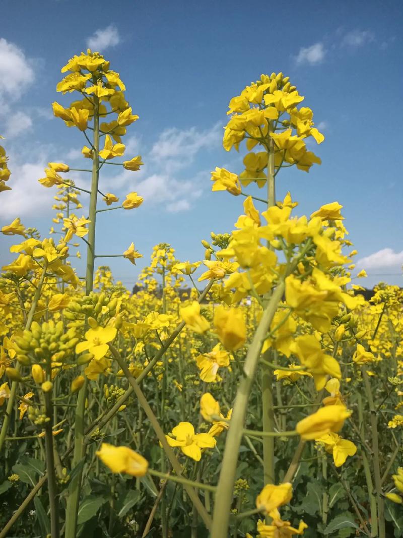 春光明媚  第1张