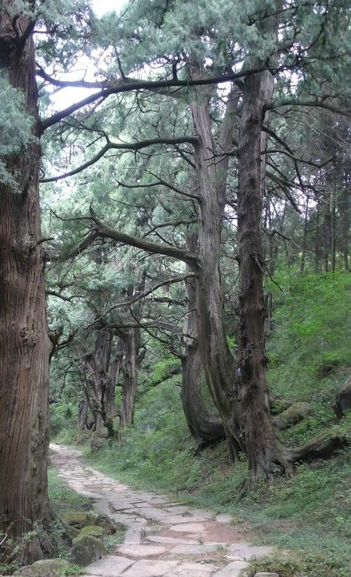 山屯千秋“鸳鸯柏” 第1张 山屯千秋“鸳鸯柏” 第1张