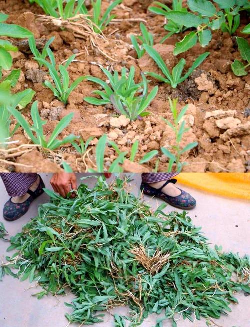 甜苣菜 第1张 甜苣菜 第1张