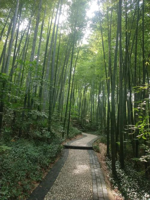 家乡，烙上心头的那痕绿  第1张