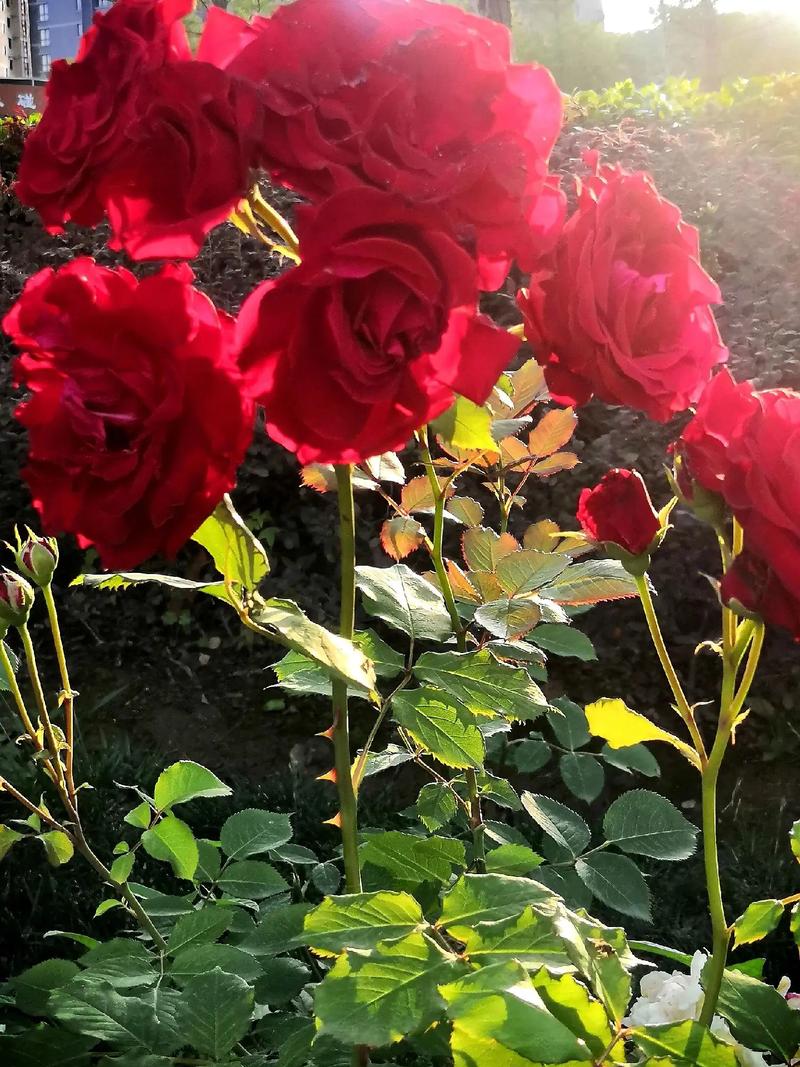 得遇益友,得遇益友,人生中的宝贵缘分 第1张 得遇益友,得遇益友,人生中的宝贵缘分 第1张