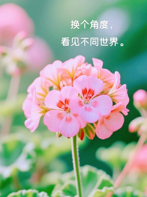 人心，是一朵不待风吹而自落的花  第1张