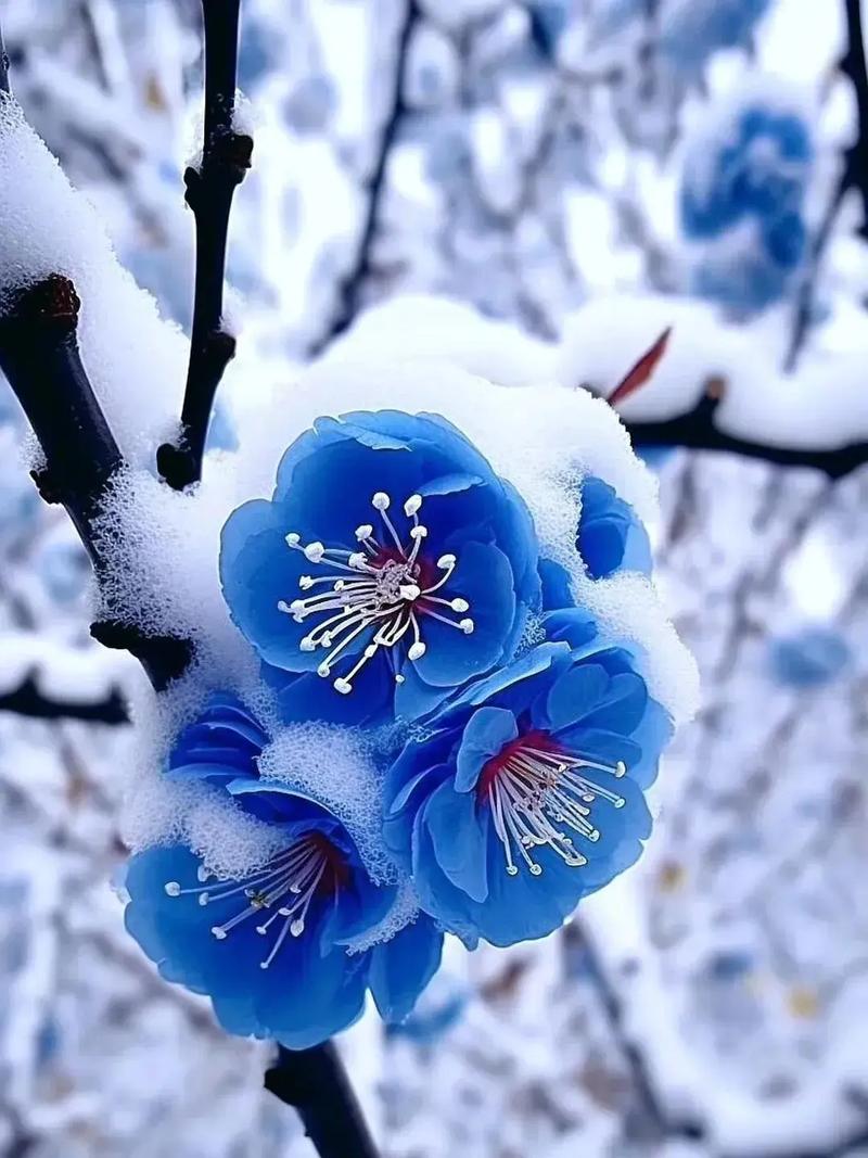 雪开的花  第1张