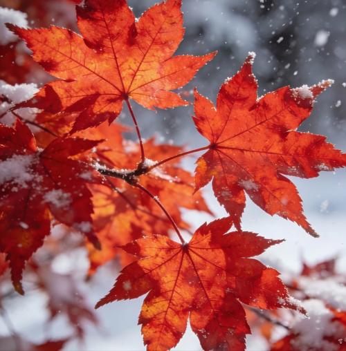 红枫叶 第1张 红枫叶 第1张