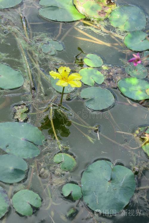 浮心（一）  第1张