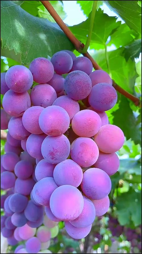 夏日或者水果  第1张