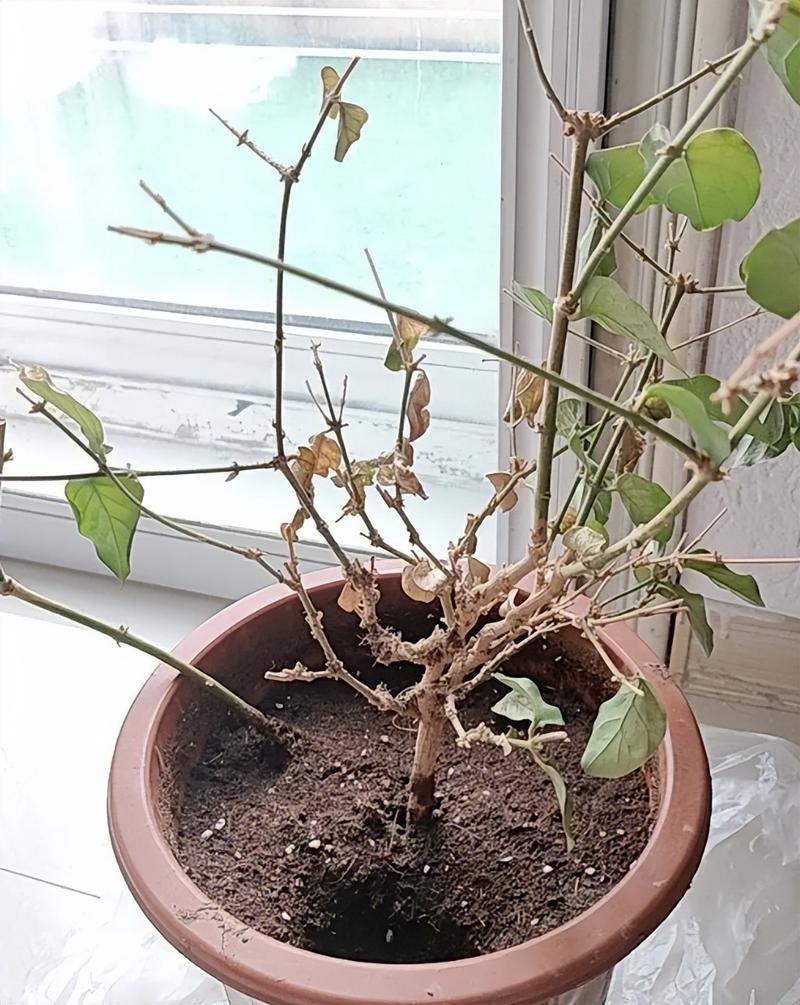 花是怎样枯萎的  第1张