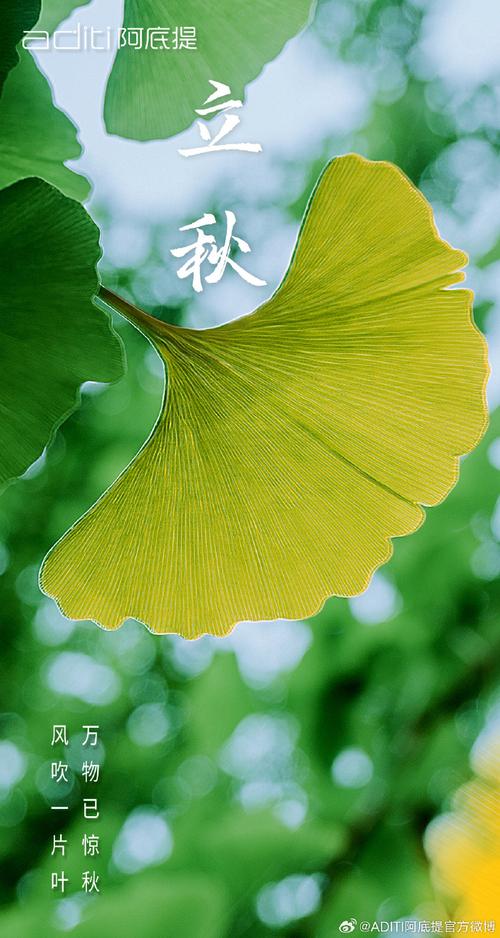 风吹一片叶 万物已惊秋  第1张