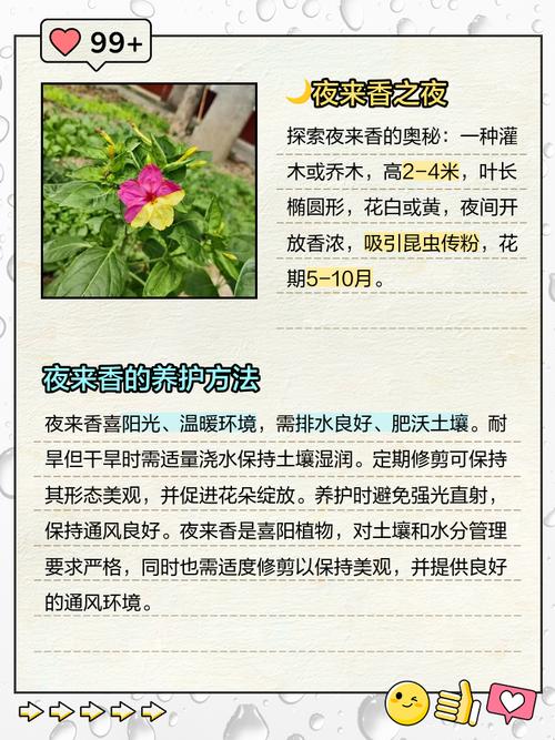 夜来香的品格  第1张