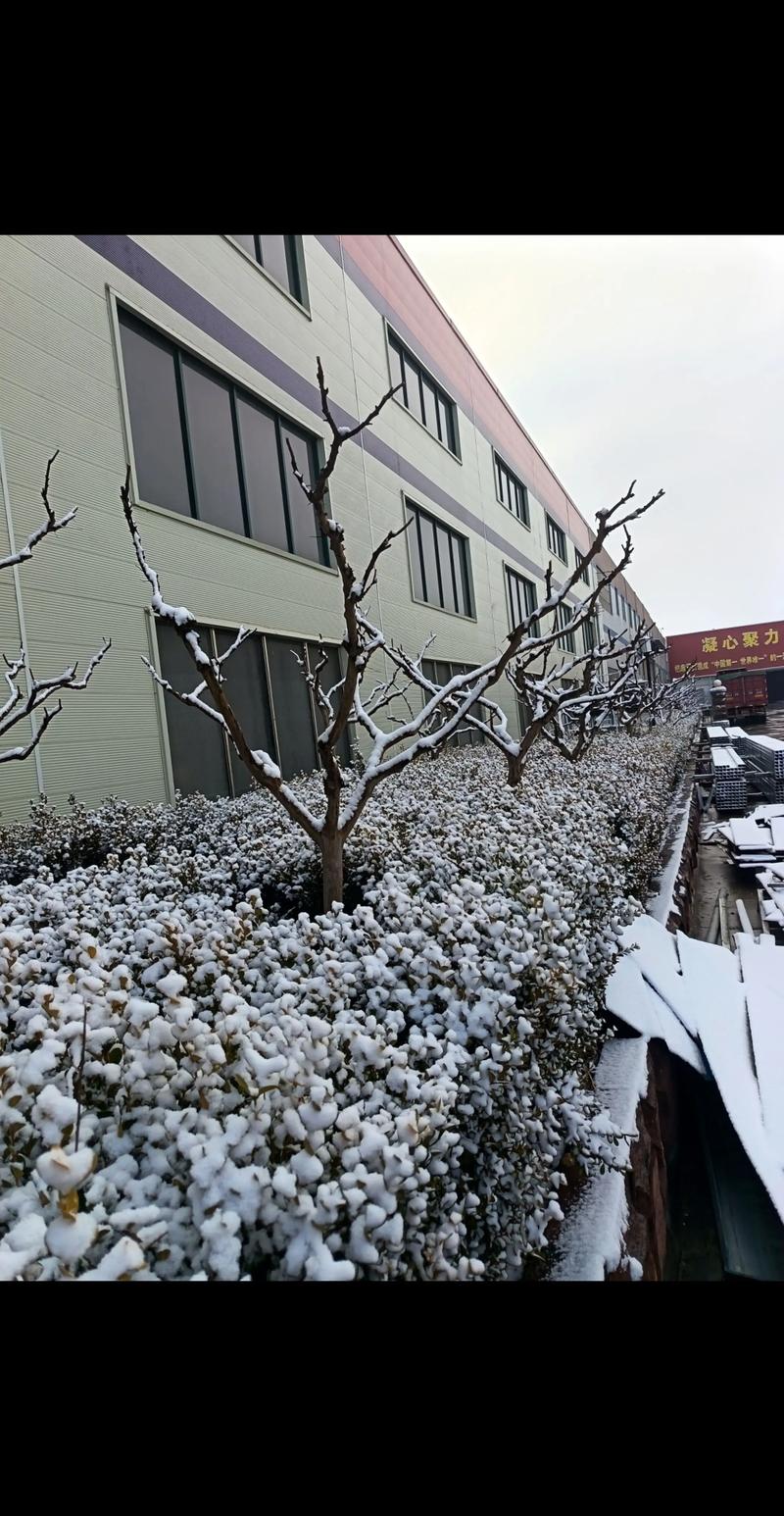 迟来的雪 第1张 迟来的雪 第1张