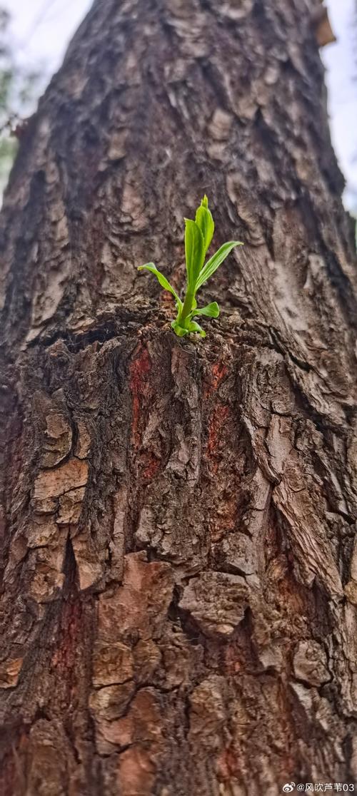 生命如树叶  第1张