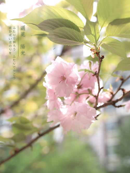 花叶相知  第1张