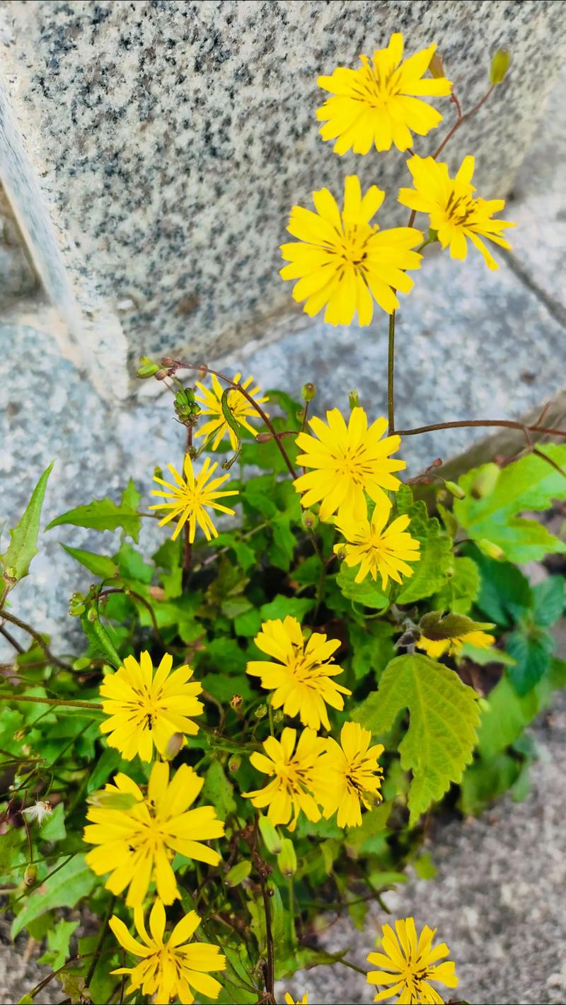 小黄花 第1张 小黄花 第1张