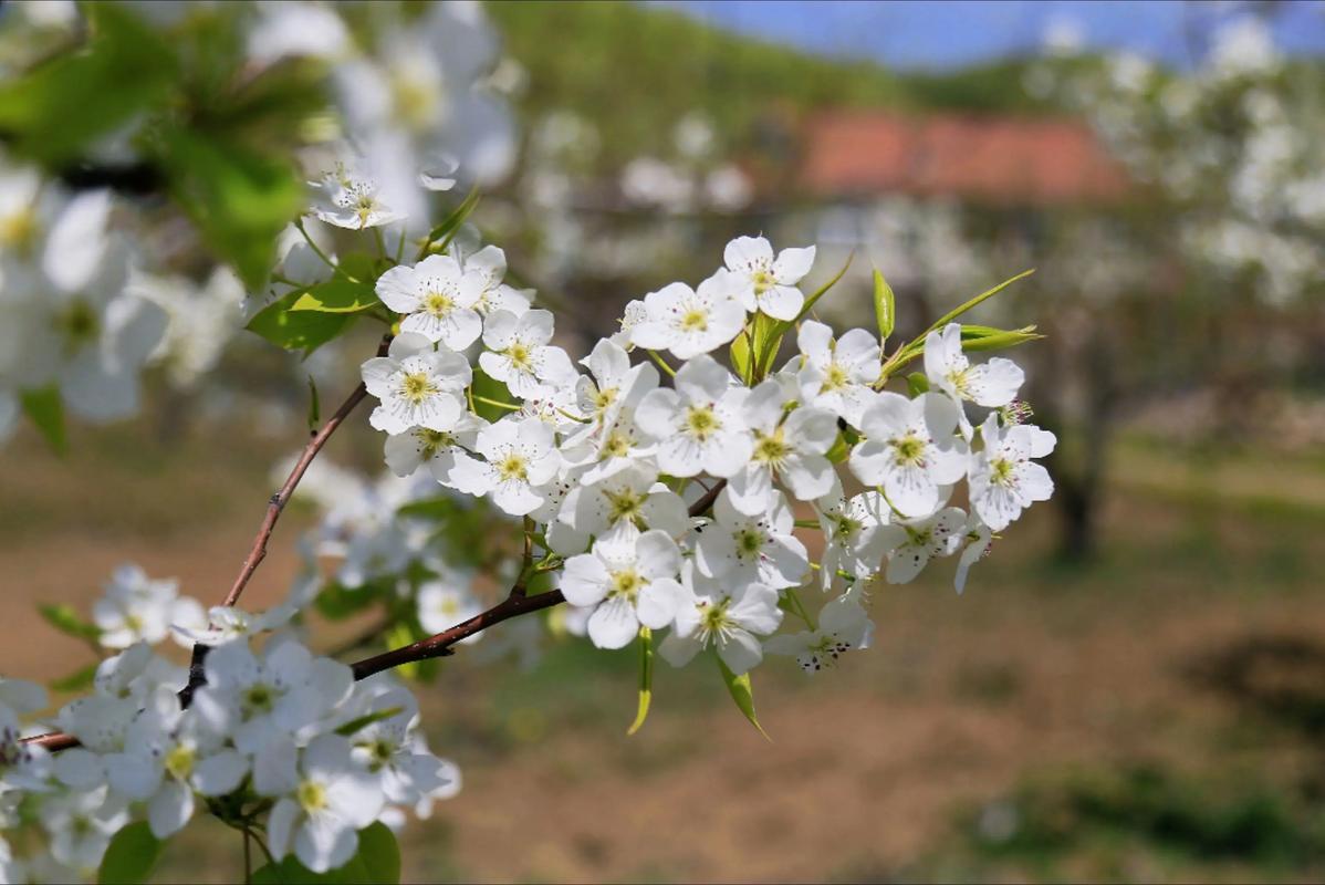又见梨花开  第1张