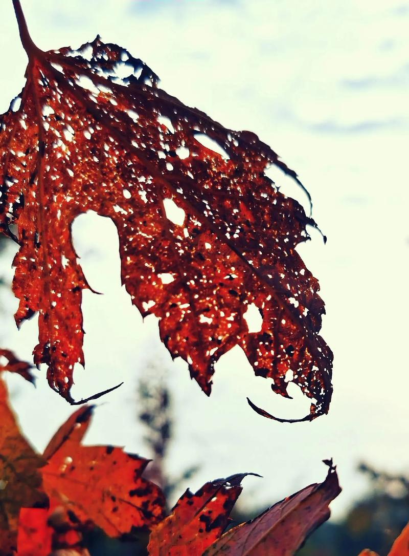 凋零的叶子  第1张