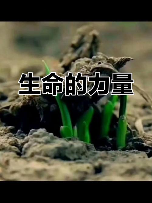 生命当如草  第1张