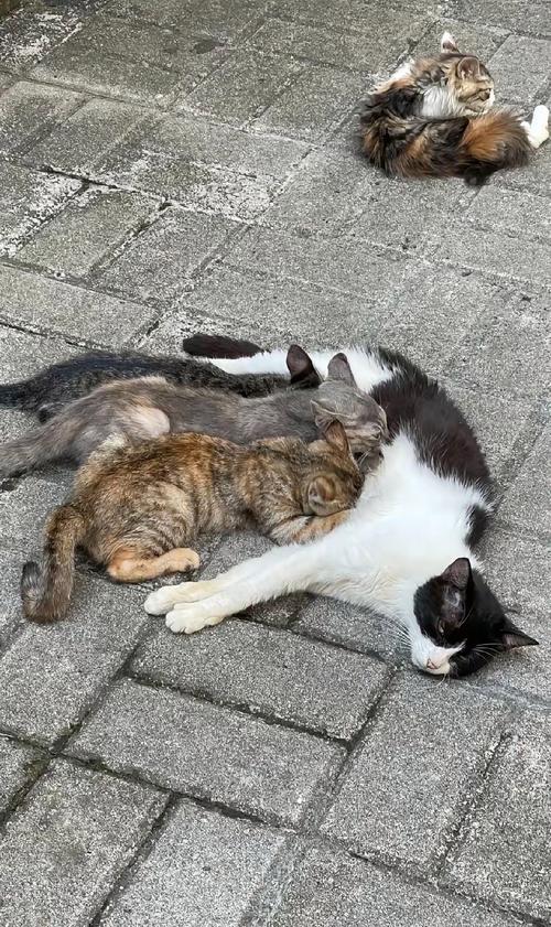 母亲杀猫与尊严有关  第1张