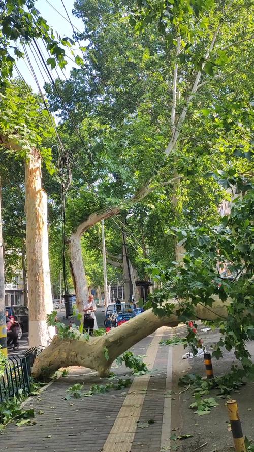 路边的树  第1张