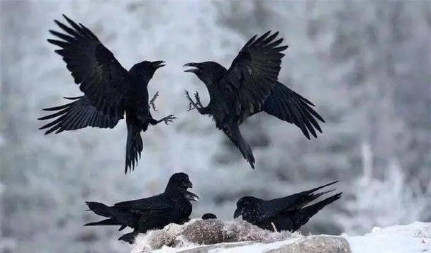 像乌鸦一样活着  第1张